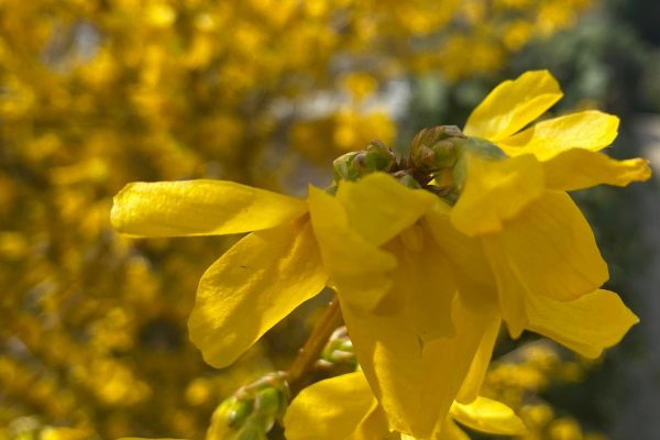 Close-up of bright yellow forsythia flowers in bloom with more yellow flowers blurred in the background.