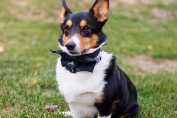 A corgi wearing a small bow tie