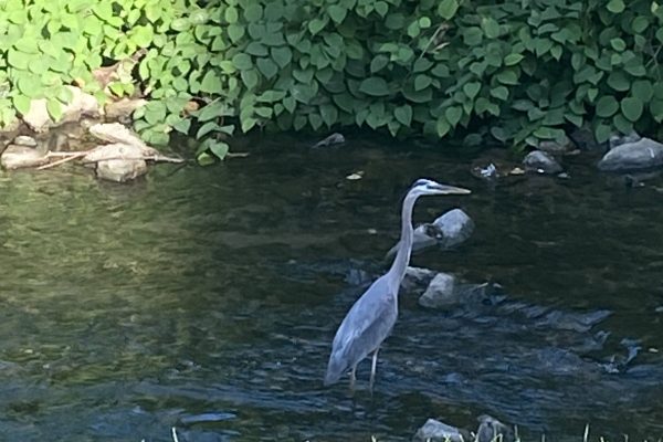 A great blue heron stands in a shallow stream near rocks, with green bushes and grass nearby.