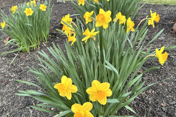 yellow daffodils