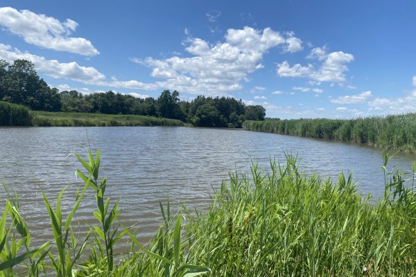 A calm river surrounded by tall green grass under a bright blue sky with scattered white clouds.