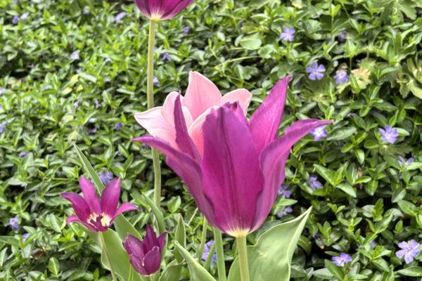 purple tulips