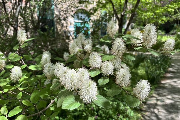 white puffy flowers
