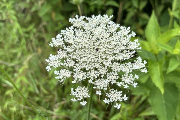 Close-up of a white Queen Annes lace flower with green foliage in the blurred background.