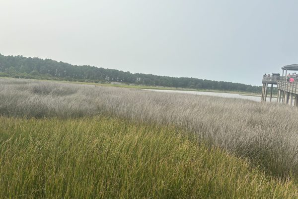 Grassy marshland with a wooden deck on the right, trees and water visible in the background under a pale sky.