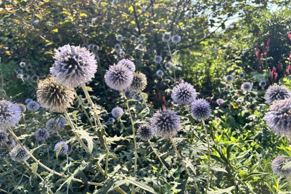 Purple globe-shaped flowers in sunlight with green foliage and a blurred background of plants.