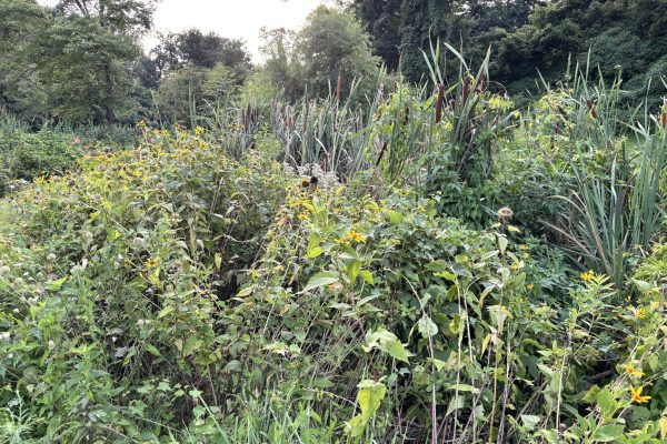 Dense green foliage with tall grasses and yellow wildflowers in a lush, sunlit outdoor setting.
