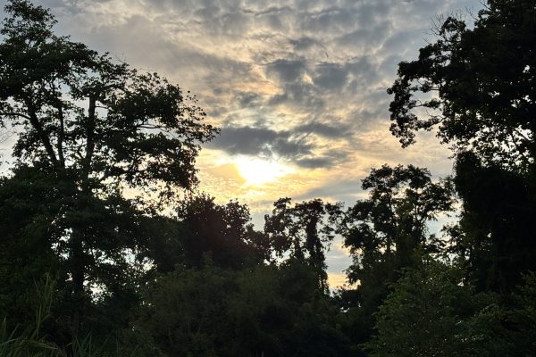 Sunset behind tall trees with dramatic clouds in the sky, and dense greenery in the foreground.