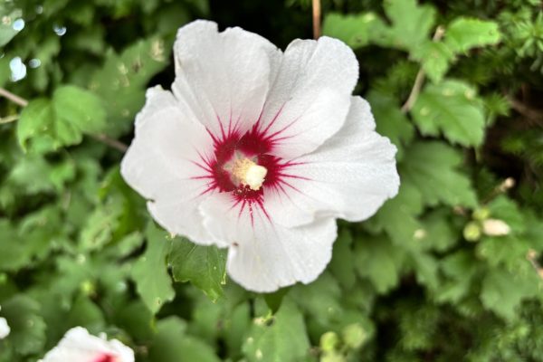 White flower with a red center and yellow stamen, surrounded by green leaves in the background.