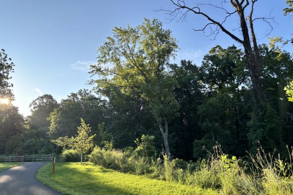 Sunny park scene with a winding path, green grass, tall trees, and blue sky in the morning or evening.