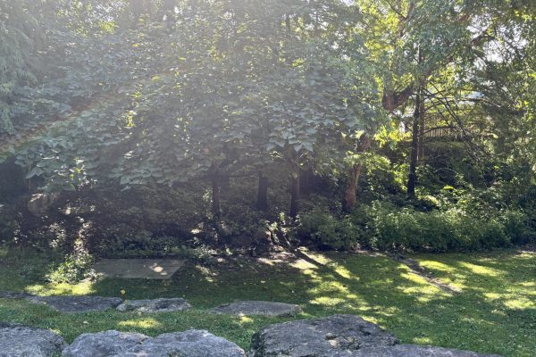 Sunlight filtering through trees above a grassy area with stone pavers and boulders.