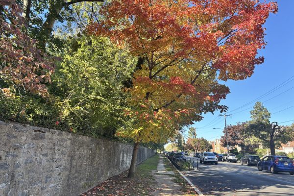 A tree with vibrant red and yellow autumn leaves stands next to a stone wall lining a street with parked cars.