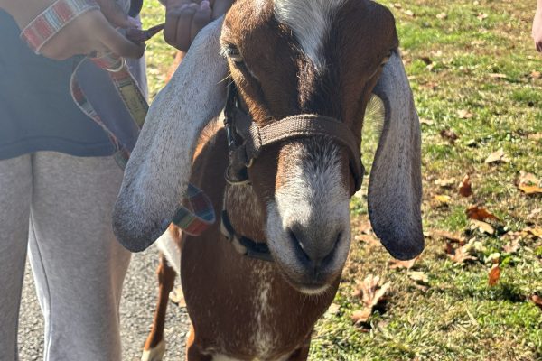 A person holding the lead of a brown and white goat with long, drooping ears.
