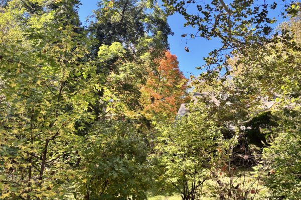 Trees with green and orange autumn leaves under a bright blue sky.