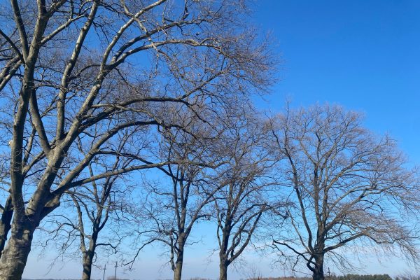 Leafless trees with bare branches stand against a clear blue sky on a sunny day.