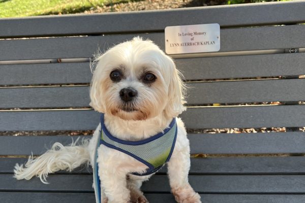 Small white dog wearing a harness sits on a park bench in the sun, with a memorial plaque behind it.