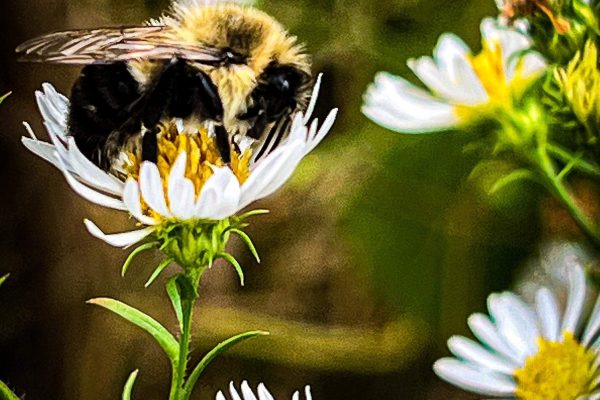 A close-up of a bumblebee on a white daisy with blurred flowers in the background.