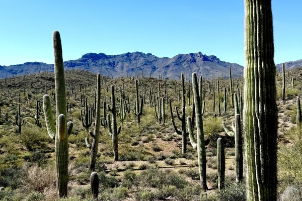 rows of cactus against a blue sky