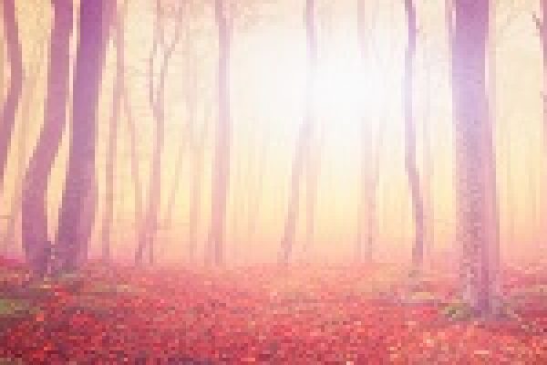 Sunlight filters through a foggy forest with bare trees and a ground covered in red and orange leaves.