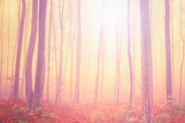 light coming through trees