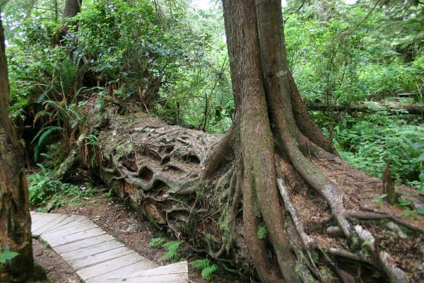 large log with a tree growing from it