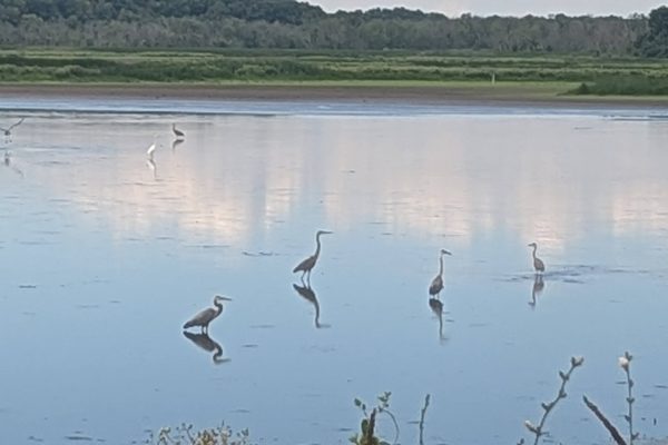 Several herons stand and wade in a calm, shallow lake with green trees in the background.