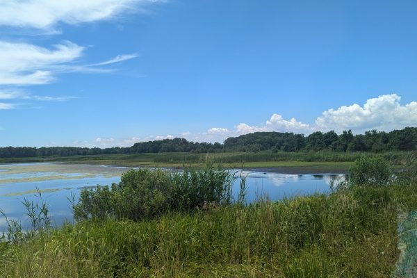 A calm wetland with tall grass, water, trees in the distance, and a bright blue sky with clouds.