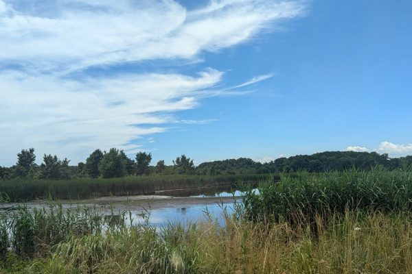 Wetlands with tall grasses, calm water, and trees under a blue sky with wispy white clouds.