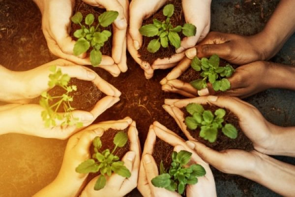 Diverse hands holding small plants in soil arranged in a circular pattern, symbolizing unity and growth.