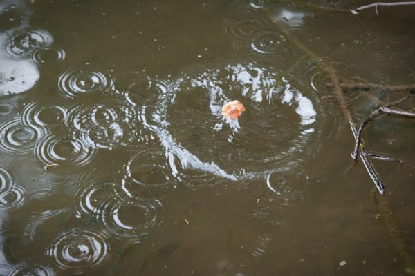 Raindrops create ripples on a pond as a koi fish surfaces in the center, creating a splash.