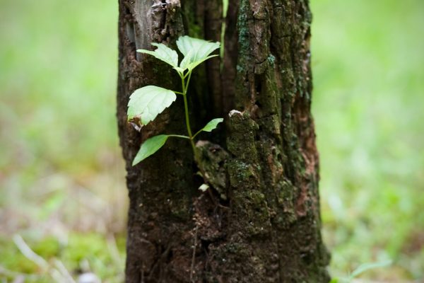 A small green plant growing from the center of a weathered, hollow tree stump in grass.