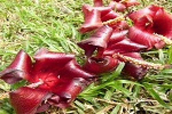 Red flowers with a unique, cone-like shape lying on green grass.