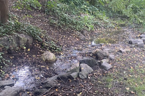 A small stream flows through a wooded area with rocks and fallen leaves scattered around.