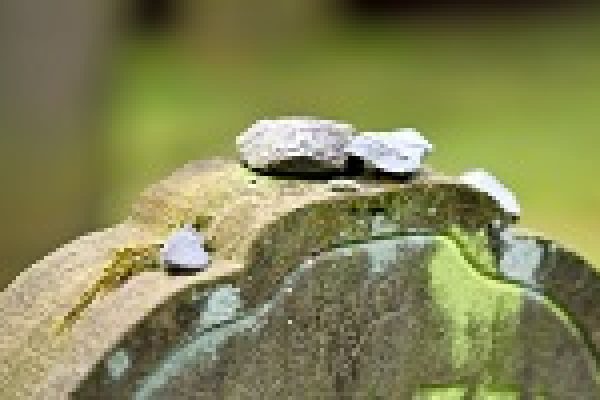 Weathered tombstone with small stones placed on top, surrounded by greenery.