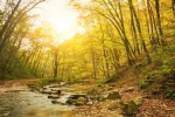 A serene forest scene with a sunlit creek, surrounded by trees with golden leaves.