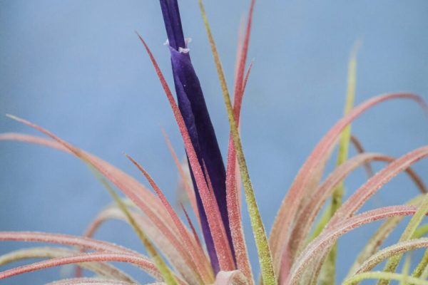 Close-up of a vibrant Tillandsia air plant with colorful pink and purple bracts against a blue background.