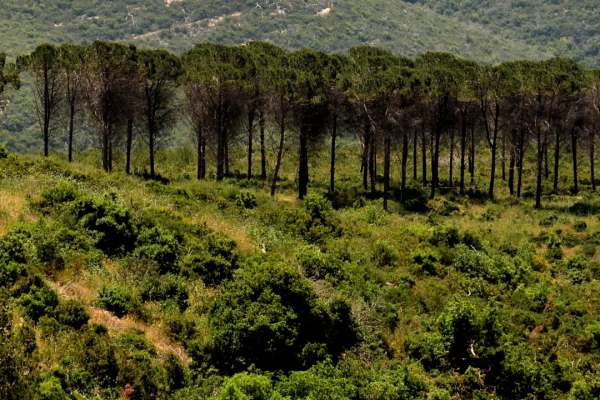 A row of tall trees on a green hillside with dense shrubs under a blue sky.