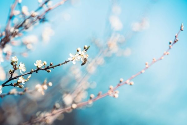 White-Spring-Blossoms-_istock