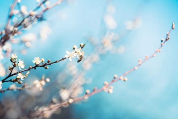 Delicate white flowers blooming on branches against a soft blue sky background.