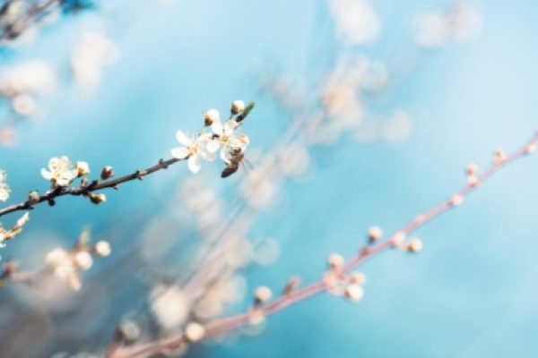 A delicate bee on a blossoming branch with white flowers against a soft blue background.