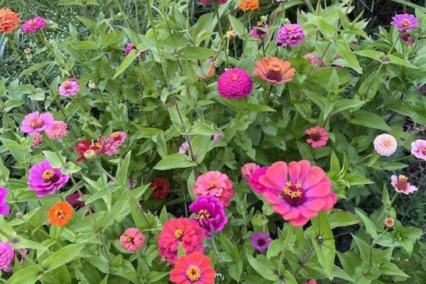 A garden bed filled with blooming zinnia flowers in vibrant pink, red, orange, and purple shades.