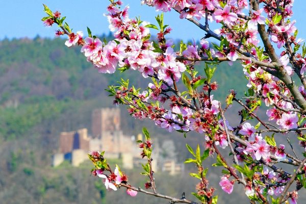 Pink cherry blossoms in the foreground with a blurred castle and green hills in the background under a clear blue sky.