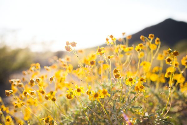 Bright yellow wildflowers in a sunlit desert landscape with a mountain in the background.