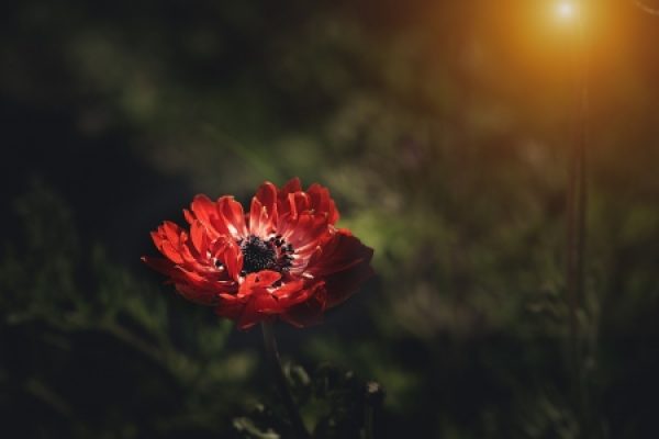 Red flower in soft focus with a glowing light in the dark background.