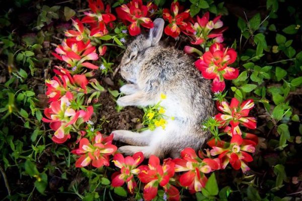 a deceased rabbit lies in a circle of red flowers