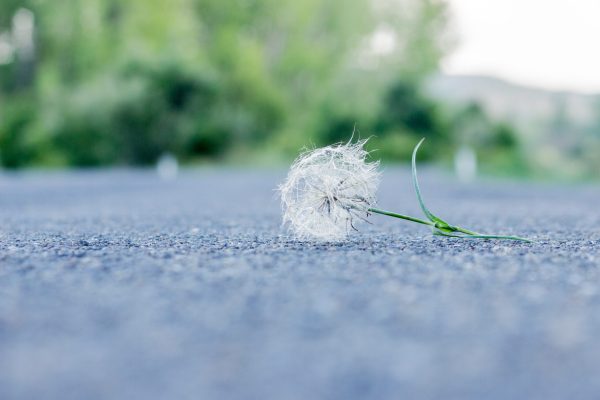 dandelion lying on pavement