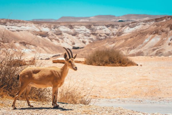 A goat stands in the Negev desert