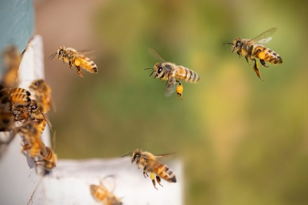 several yellow and black bees swarm to a hive