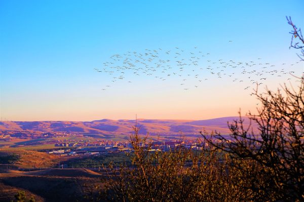 a flock of birds flying across a blue sky