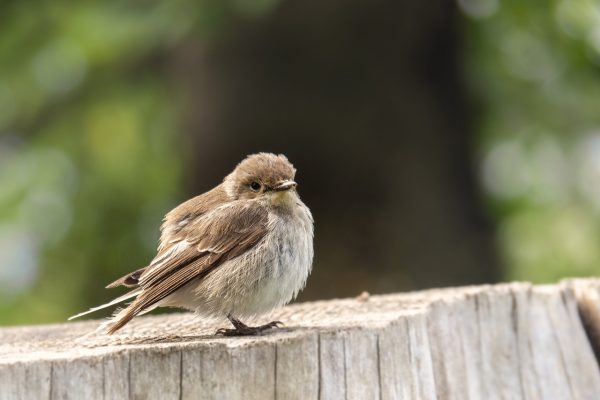 a brown feathered sparrpw sits on a wooden fence